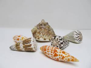 lot 116 image: Very Nice Quality Genuine Seashells 