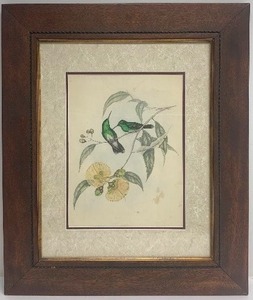 lot 340 image: Orig Antique 19th Century Ornithological Hand Colored Hummingbird Print