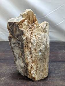 Petrified wood