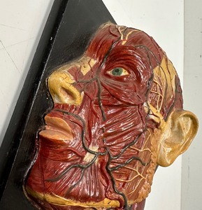 RARE 1920s Anatomical Head Showing Vascular &amp Muscles (Life Size)