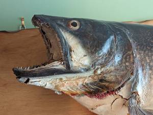 Giant Mounted Trout