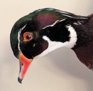 Wood Duck Wall Mount