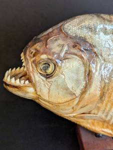 Mounted Piranha Fish