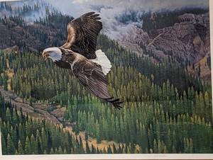 Framed Bald Eagle Print by Wayne Meineke