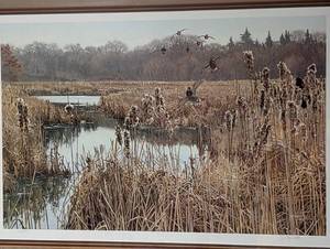 Framed Duck Print by Wayne Meineke