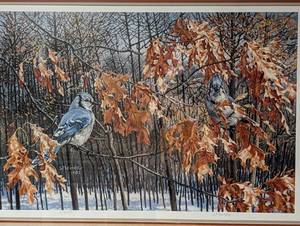 Framed Blue Jay Print by Wayne Meineke