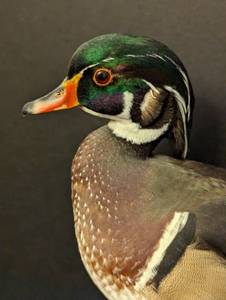 Mounted Wood Duck