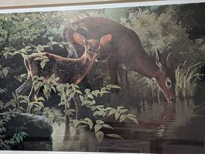 Framed Deer Print by Wayne Meineke