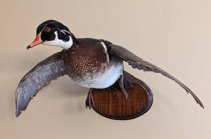 Wall Mounted Wood Duck