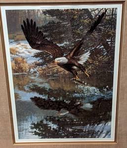 Framed Soaring Bald Eagle Print by Wayne Meineke