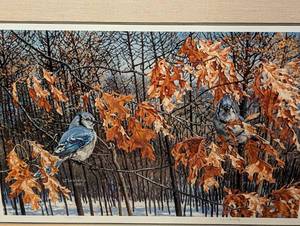 Framed Blue Jay Print by Wayne Meineke