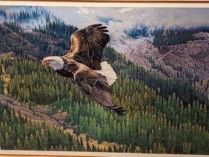 Framed Bald Eagle Print by Wayne Meineke