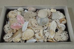 lot 69 image: Assorted Sea Shells and Sand Dollars