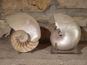 lot 123 image: Stunning Nautilis Shell Pair