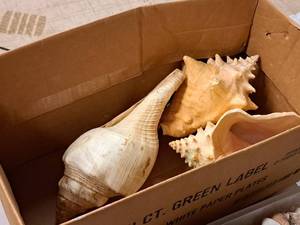 lot 339 image: Lot of (3) Large Sea Shells
