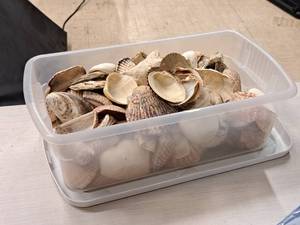 lot 340 image: Lot of  Assorted Sea Shells