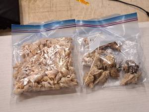 lot 341 image: Lot of  Assorted Sea Shells