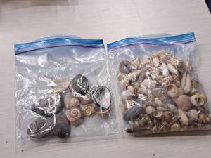 lot 342 image: Lot of  Assorted Sea Shells