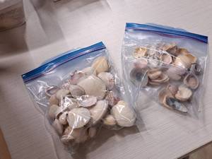 lot 343 image: Lot of  Assorted Sea Shells