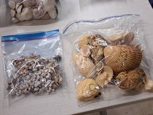 lot 344 image: Lot of  Assorted Sea Shells