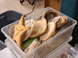 lot 345 image: Lot of  Assorted Sea Shells
