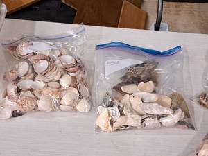 lot 346 image: Lot of  Assorted Sea Shells