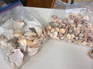 lot 347 image: Lot of  Assorted Sea Shells