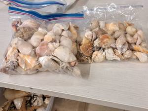 lot 348 image: Lot of  Assorted Sea Shells