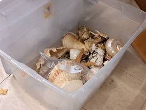 lot 351 image: Lot of  Assorted Sea Shells