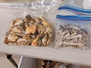 lot 349 image: Lot of  Assorted Sea Shells