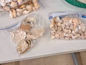 lot 350 image: Lot of  Assorted Sea Shells