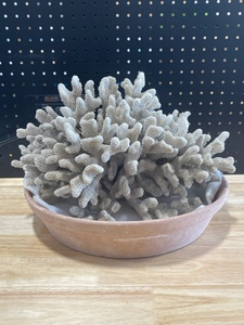 Collectible Coral