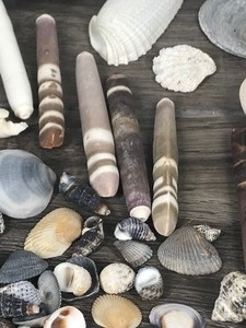 lot 555 image: Lot of sea shells