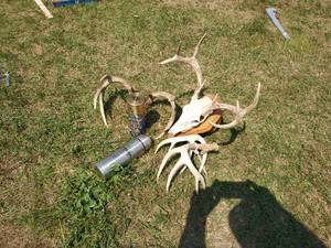lot 37 image: Whitetail European Mount, Antlers, and Thermoses