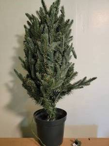 lot 178 image: National Tree Company Outdoor Christmas tree 3 feet with white lights