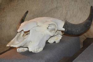 lot 110 image: Bull Skull