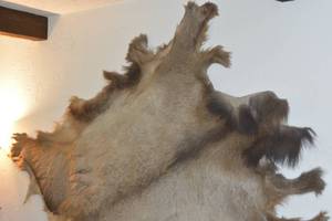 lot 111 image: Elk Hide