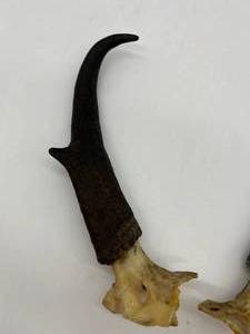 Antelope Horns Taxidermy Collectibles English Manor Display