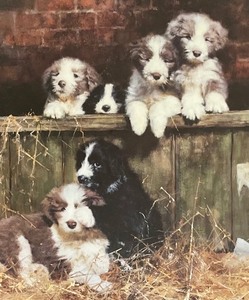lot 78 image: Muffins Pups Framed Print by David Shephard