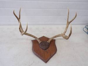Antler Mount
