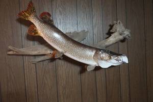 lot 97 image: fish mount