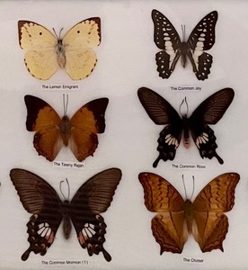 lot 19 image: Framed Taxidermy Butterfies