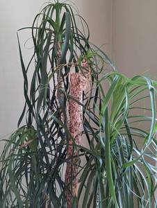 lot 55 image: Large Potted Palm Plant