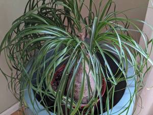 lot 56 image: Small Potted Palm Plant