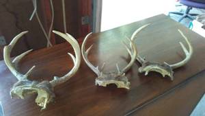 lot 979 image: Deer Antlers (3)