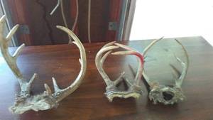 lot 980 image: Deer Antlers (3)