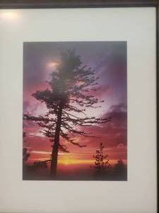 lot 56 image: Stunning Fine Art Naturalist Photography Print - Pine Silhouttes