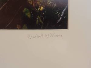 lot 55 image: Signed Fine Art Naturalist Photography Print - Birch Glade