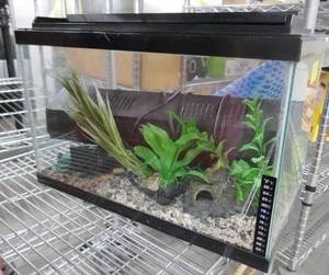 lot 203 image: Aquarium (about 10 gal) with light, plants rocks