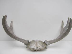 lot 139 image: Genuine Smaller Sized Moose Antlers
